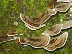 Trametes versicolor top view