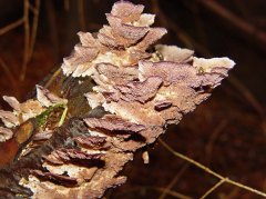 Trichaptum biformis side view