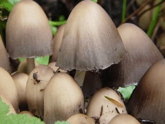 Coprinus atramentarius