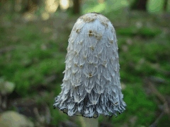 Coprinus comatus