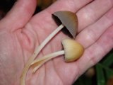 Coprinus micaceous