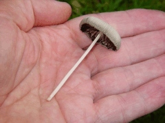 Coprinus plicatilis