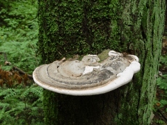 Ganoderma applanatum