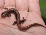 Lungless Salamanders