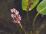 Polygonum amphibium flower