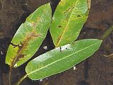 Polygonum amphibium leaf detail
