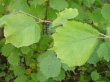 Corylus cornuta leaf detail