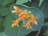 Lonicera ciliosa flower