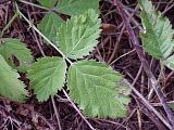 Rubus leucodermis leaf detail