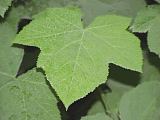 Rubus parviflorus leaf detail