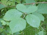 Rubus procerus leaf detail