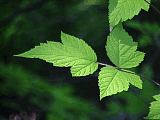 Rubus spectabilis leaf detail