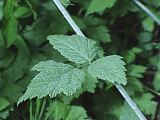 Rubus ursinus leaf detail