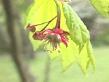 Acer circinatum flower