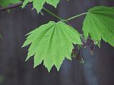 Acer circinatum leaf detail