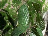 Rhamnus purshiana leaf detail