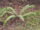 Polystichum munitum plant detail