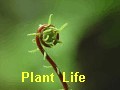 Plant Life