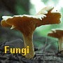 Fungi