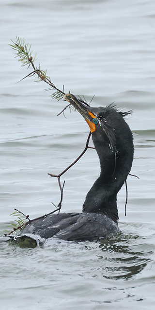 Double-crested Cormorant