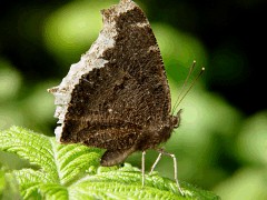 Nymphalis anitopa side view