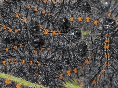 Nymphalis anitopa larva back view