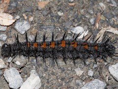 Nymphalis anitopa top view