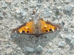 Nymphalis californica front view