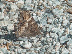 Nymphalis californica side view