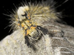 Orgyia antiqua front view