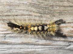 Orgyia antiqua top view