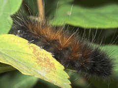 Pyrrharctica isabella larva back view
