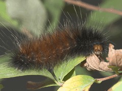 Pyrrharctica isabella front view