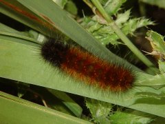 Pyrrharctica isabella top view