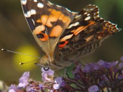 Vanessa cardui front view