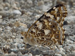 Vanessa cardui side view