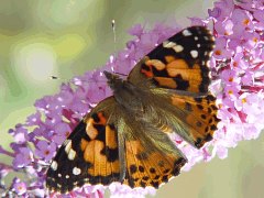 Vanessa cardui top view