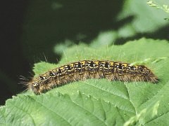 Malacosoma californicum