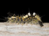 Tussock Moths