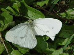 Pieris marginalis