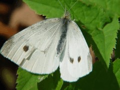 Pieris rapae