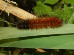 Pyrrharctica isabella