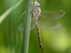 Aeshna multicolor side view