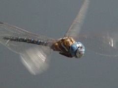Aeshna multicolor front view