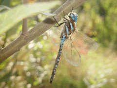Aeshna multicolor side view