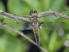 Libellula quadrimaculata top view