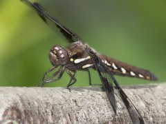 Plathemis lydia side view