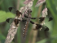 Plathemis lydia top view