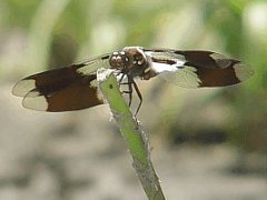 Plathemis lydia front view