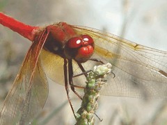 Sympetrum illotum front view